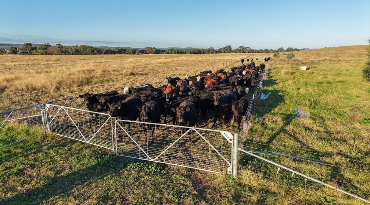 3761 Neilrex Road, Neilrex, NSW, 2831 - Image 4