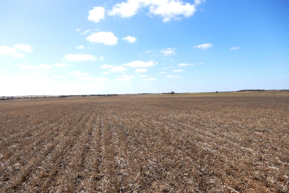 281 Kielow Road, Peake, SA, 5301 - Image 5