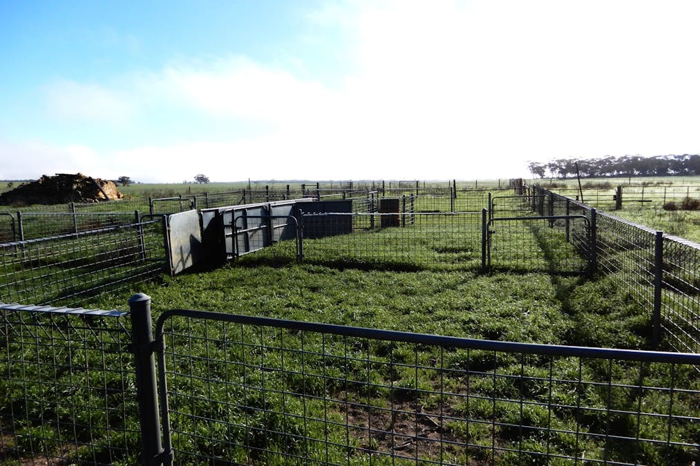 281 Kielow Road, Peake, SA, 5301 - Image 4