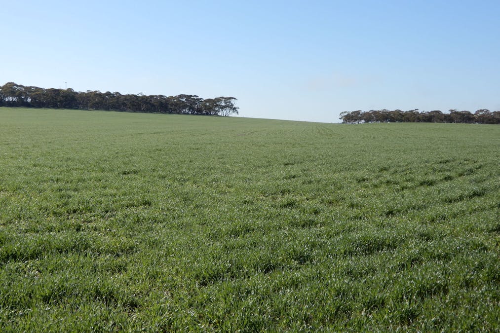 281 Kielow Road, Peake, SA, 5301 - Image 8