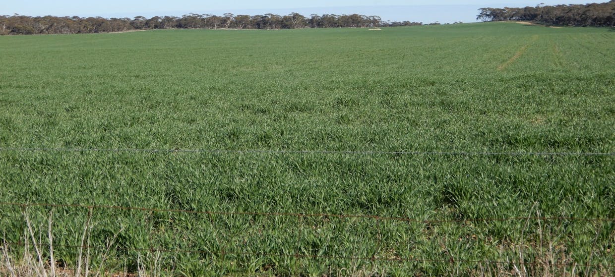 281 Kielow Road, Peake, SA, 5301 - Image 18