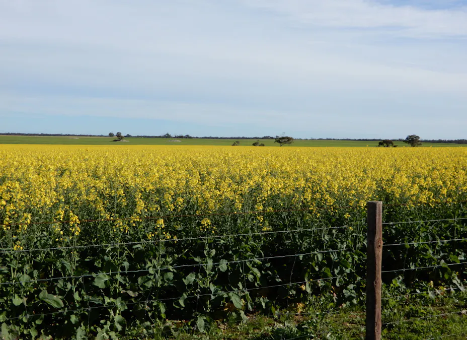 281 Kielow Road, Peake, SA, 5301 - Image 7