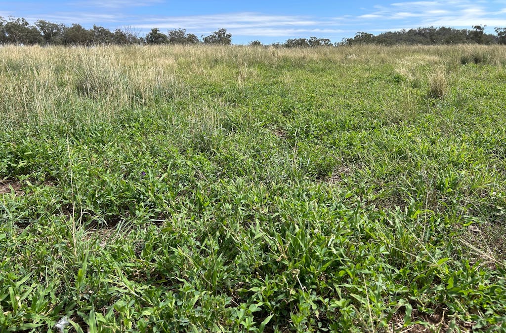 Mahers Lane, Mount Russell, NSW, 2360 - Image 7