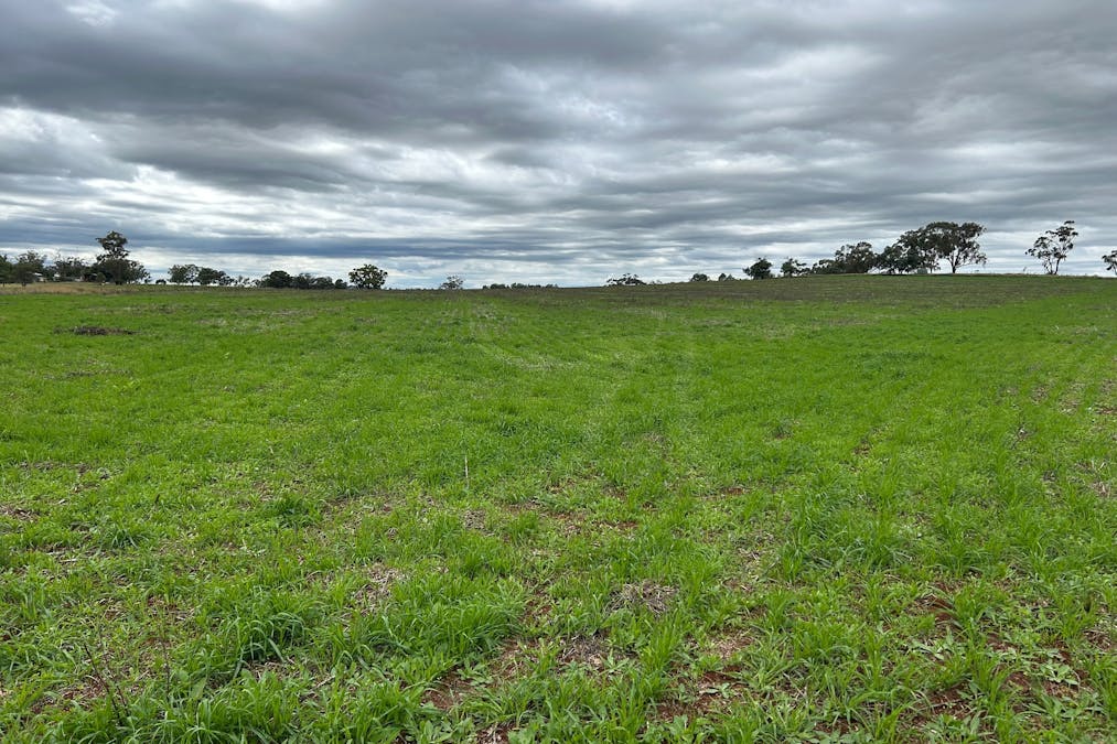 Mahers Lane, Mount Russell, NSW, 2360 - Image 6