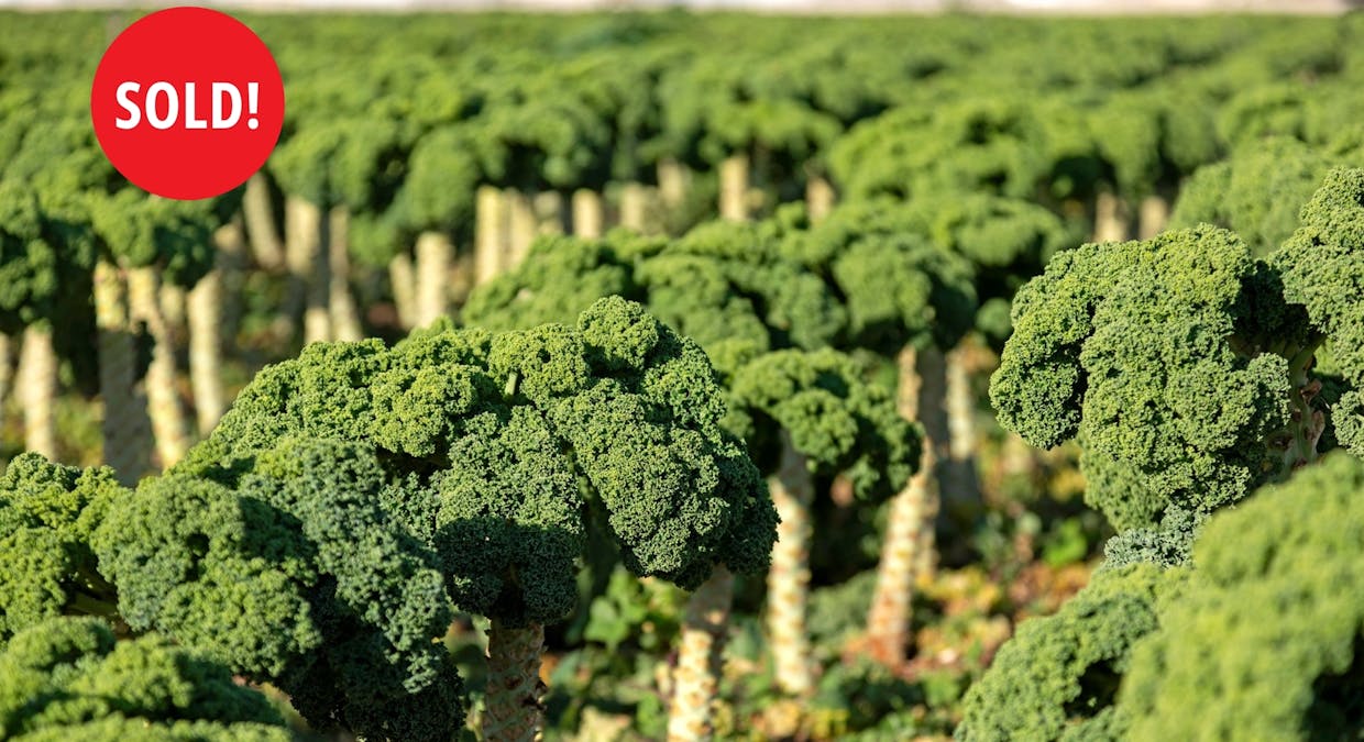 293 Moloney Road, Virginia, SA, 5120 - Image 1