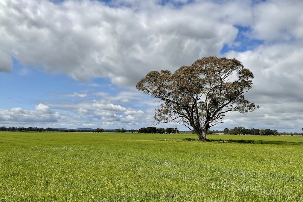 Bridgewater-Maldon Road, Laanecoorie, VIC, 3463 - Image 1