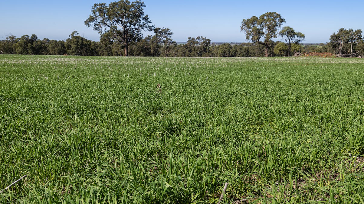 2272 North West Road, Dandaragan, WA, 6507 - Image 4