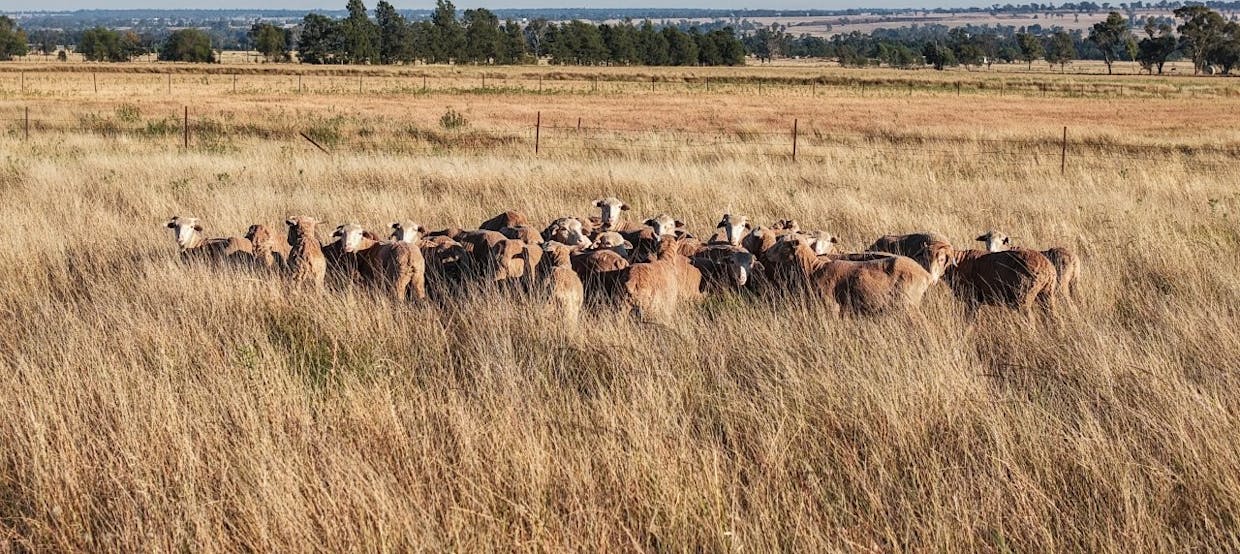 19L Dunedoo Road, Dubbo, NSW, 2830 - Image 30