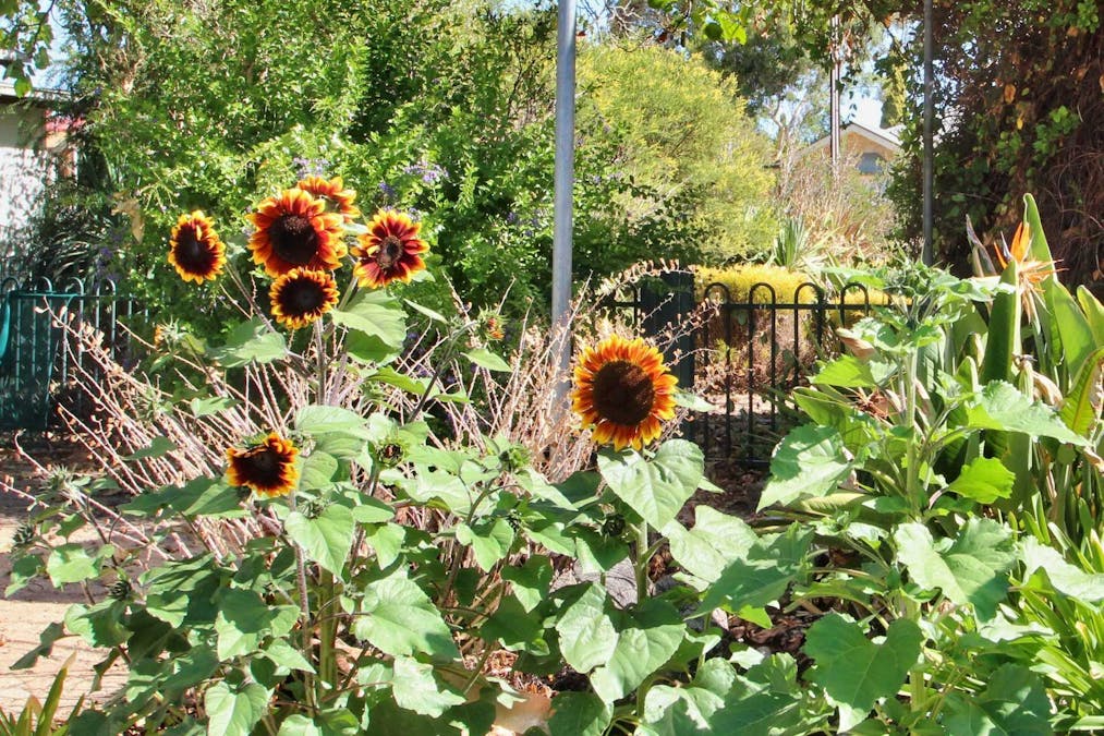 15 Jonathon Street, Clare, SA, 5453 - Image 22