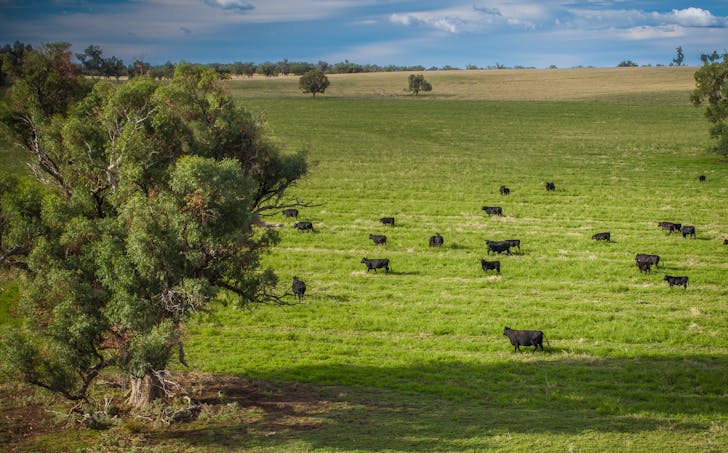 Talbragar 42R Mendooran Road, Dubbo, NSW, 2830 - Image 1