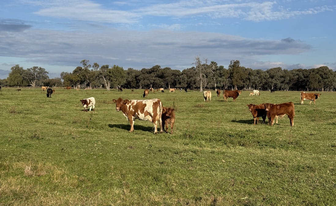 Millears Road, Deniliquin, NSW, 2710 - Image 2