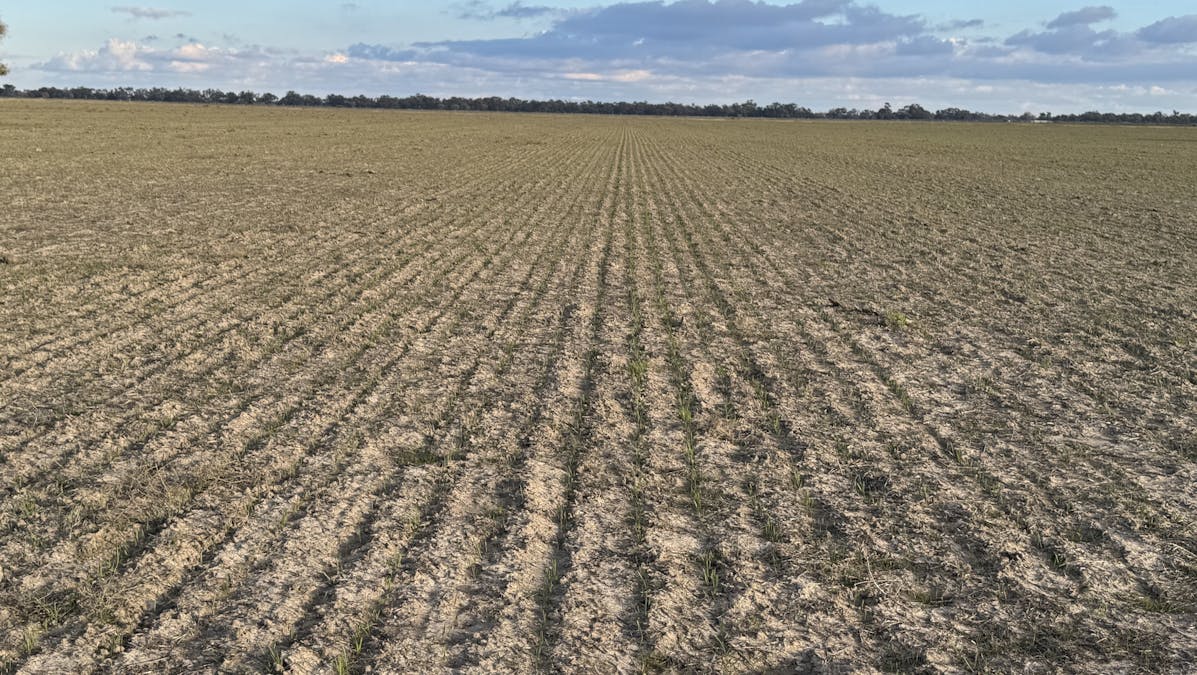 Millears Road, Deniliquin, NSW, 2710 - Image 11