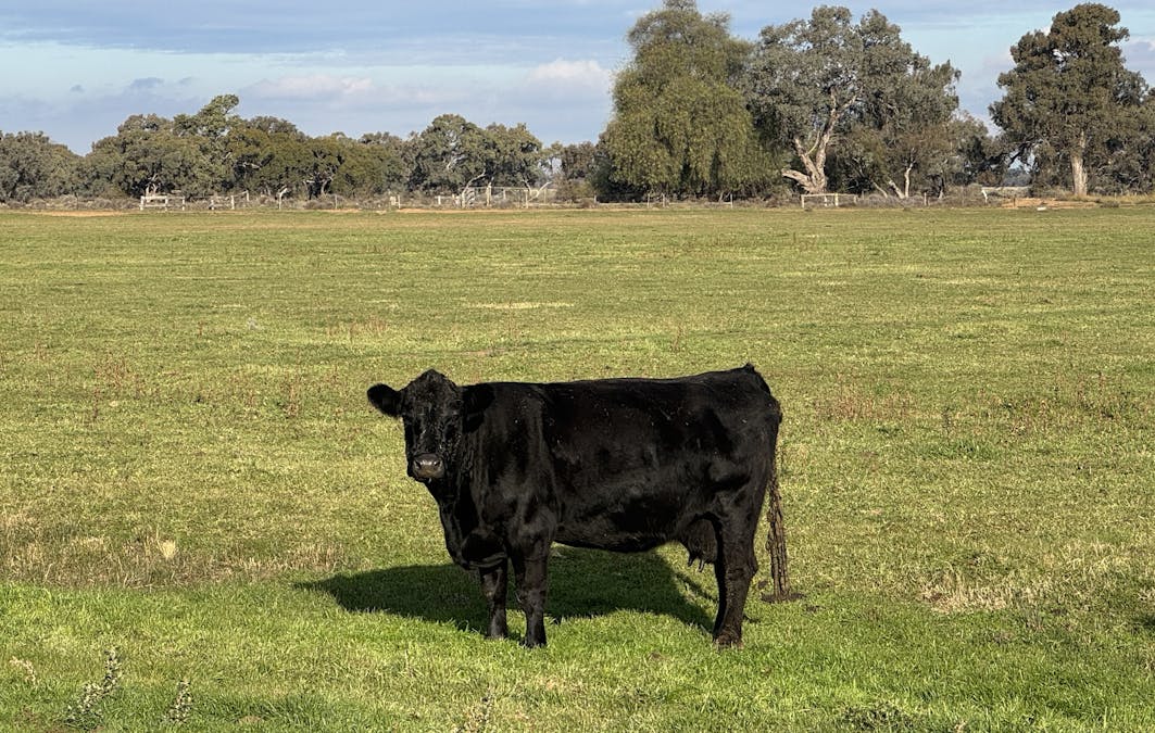 Millears Road, Deniliquin, NSW, 2710 - Image 10