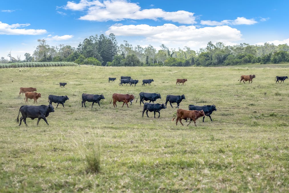 1670 Rosedale Road, Avondale, QLD, 4670 - Image 10