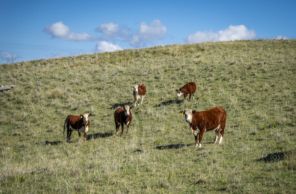 'Coonara'  Perrams Road, Ilford, NSW, 2850 - Image 20