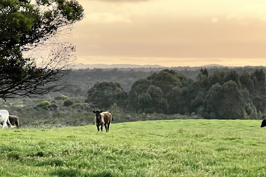 235/STAGE 2 - Albany Views Private Estate - Albany Views Private Estate, Drome , Albany, WA, 6330 - Image 4