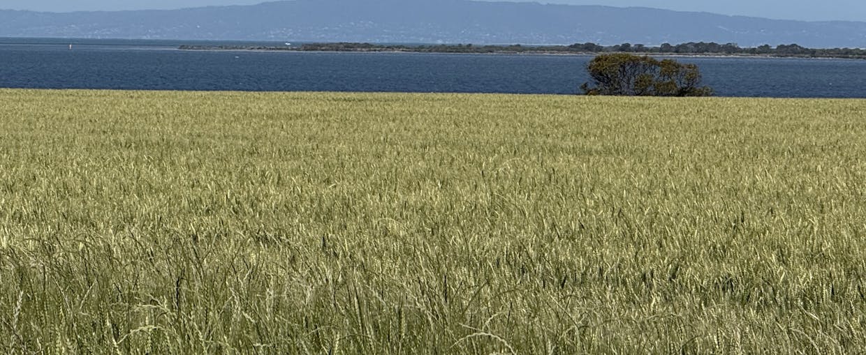 81-117 Burrows Road, Swan Bay, VIC, 3225 - Image 10