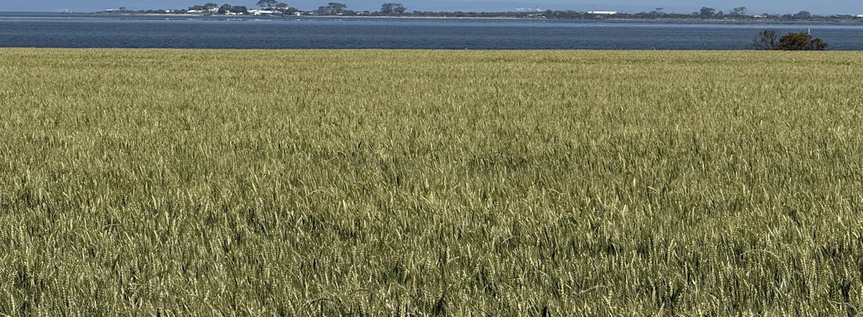 81-117 Burrows Road, Swan Bay, VIC, 3225 - Image 11