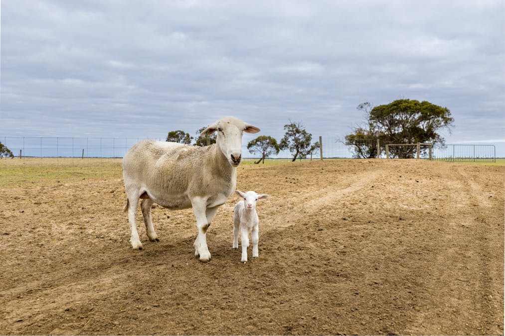 213 Rundle Road, Lameroo, SA, 5302 - Image 17