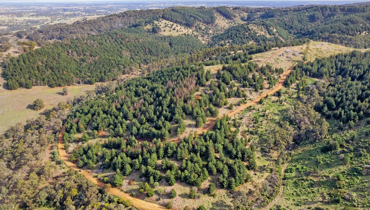 Coalfields Road, Roelands, WA, 6226 - Image 10