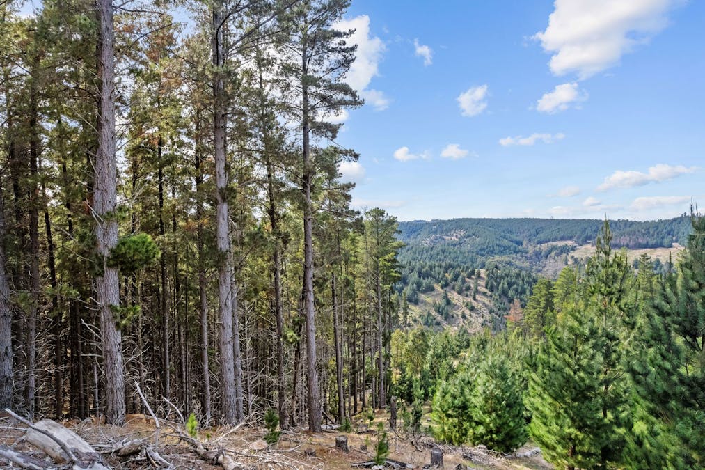 Coalfields Road, Roelands, WA, 6226 - Image 17
