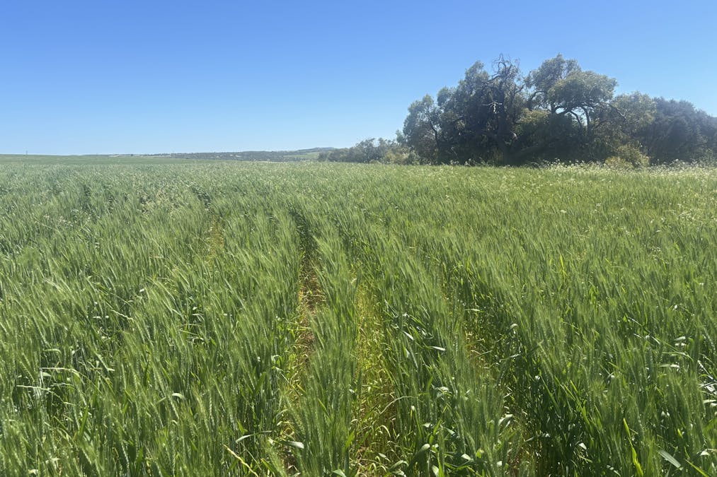 Lot 72 Oakajee Road, Howatharra, WA, 6532 - Image 9
