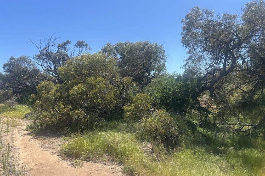 Lot 72 Oakajee Road, Howatharra, WA, 6532 - Image 10