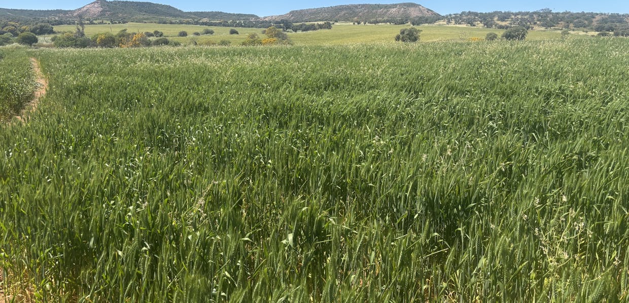 Lot 72 Oakajee Road, Howatharra, WA, 6532 - Image 1