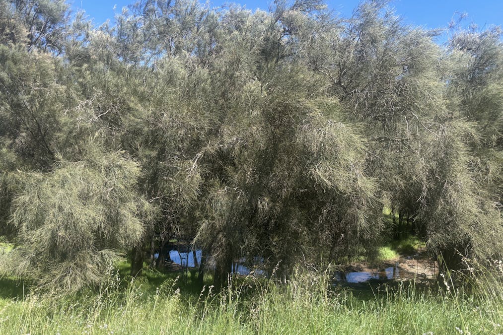 Lot 72 Oakajee Road, Howatharra, WA, 6532 - Image 2