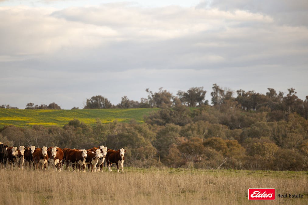 635 Monteagle Stock Route East Road, Young, NSW, 2594 - Image 27