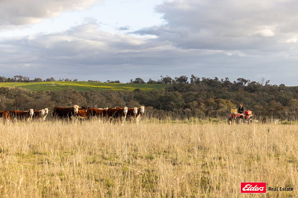 635 Monteagle Stock Route East Road, Young, NSW, 2594 - Image 1