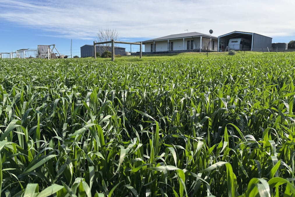 40 Burrawing Creek Road, Lipson, SA, 5607 - Image 10