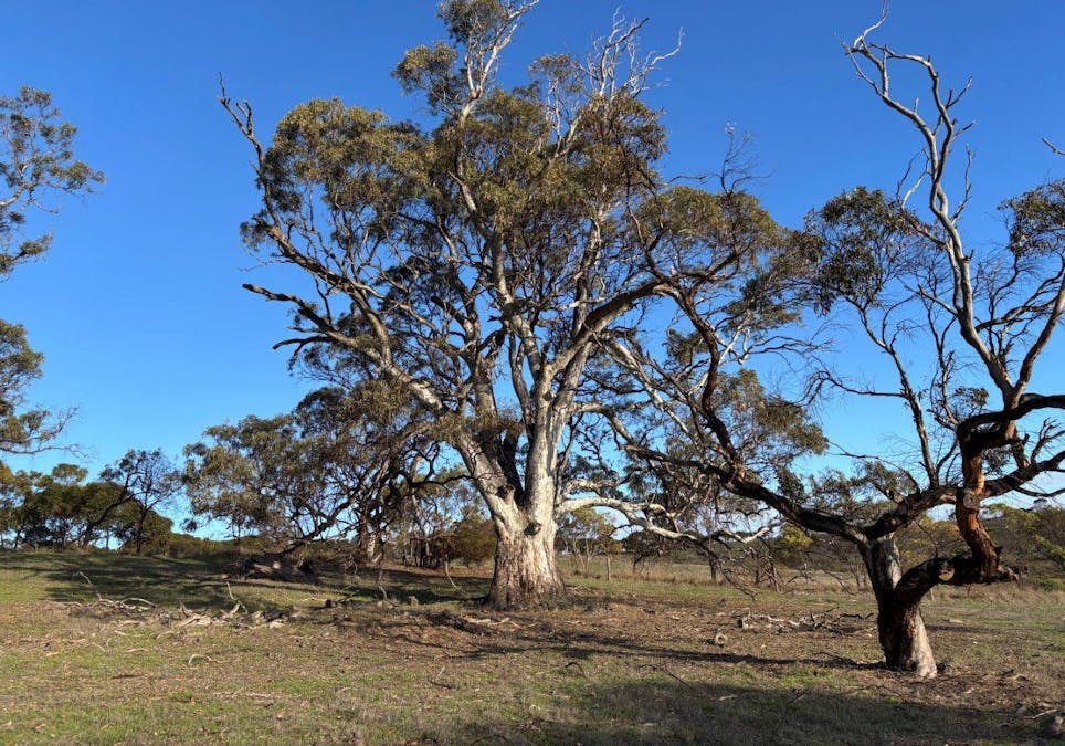 Allot 21/Chapman Road, Green Patch, SA, 5607 - Image 12