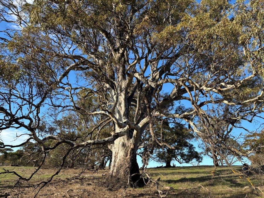 Allot 21/Chapman Road, Green Patch, SA, 5607 - Image 25