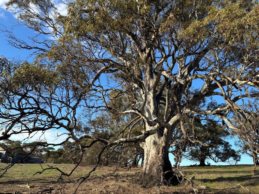 Allot 21/Chapman Road, Green Patch, SA, 5607 - Image 2