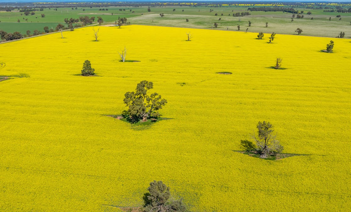BOOROOL  Mossdale Road, Balldale, NSW, 2646 - Image 22