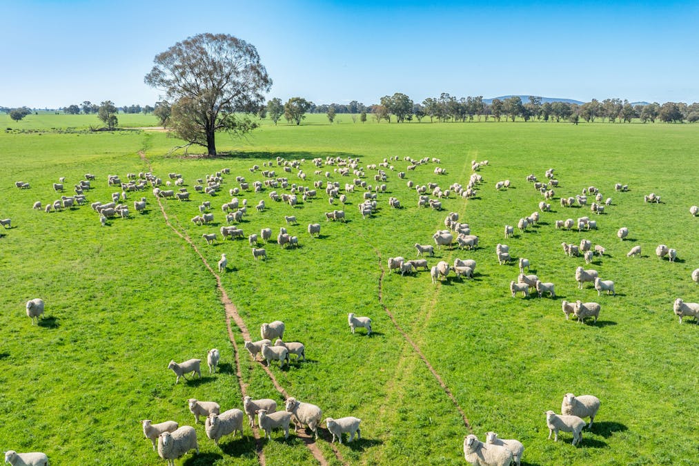 BOOROOL  Mossdale Road, Balldale, NSW, 2646 - Image 17