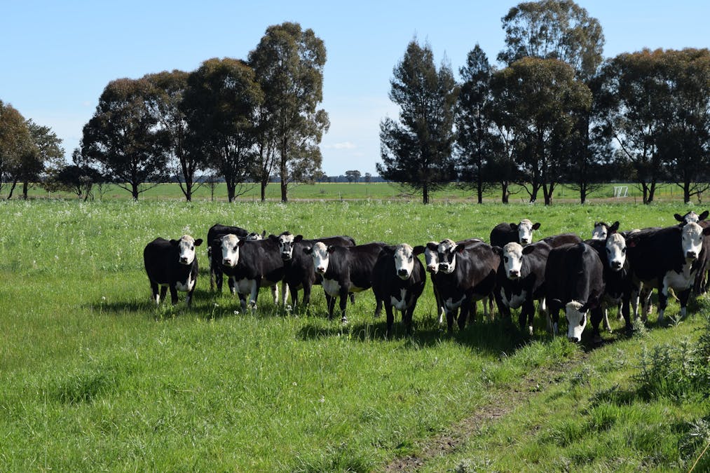 BOOROOL  Mossdale Road, Balldale, NSW, 2646 - Image 3