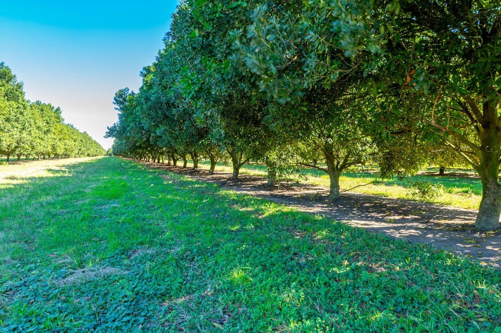 Mahoneys Road, Bucca, QLD, 4670 - Image 5