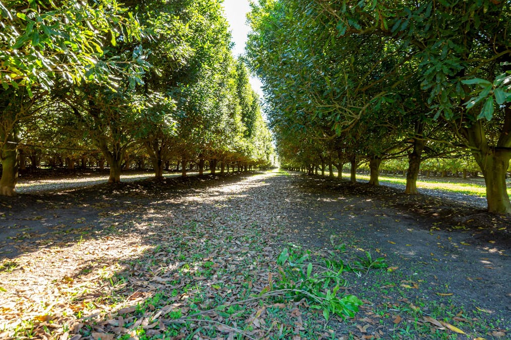 Mahoneys Road, Bucca, QLD, 4670 - Image 6