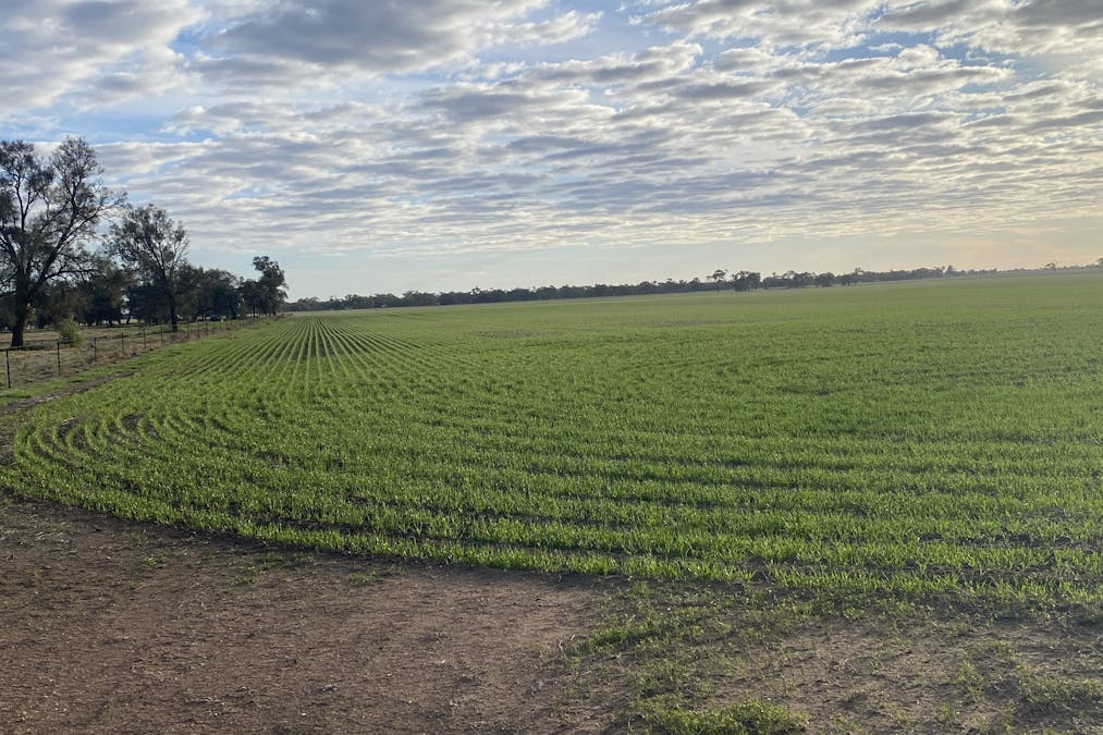 Stawell-Warracknabeal Road, Minyip, VIC, 3392 - Image 1