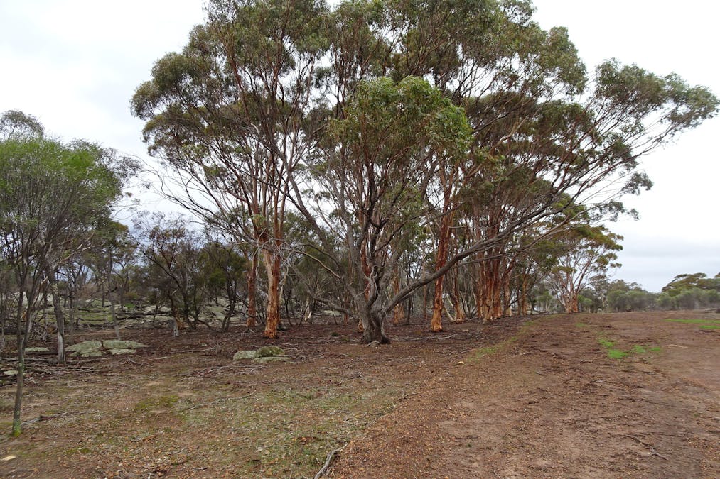 857 Dwelyerdine Road, Toolibin, WA, 6312 - Image 20