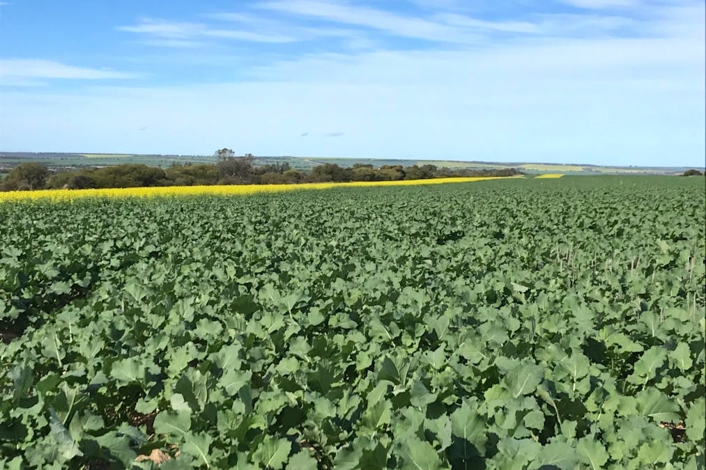 Valentine Road, Wicherina, WA, 6532 - Image 11