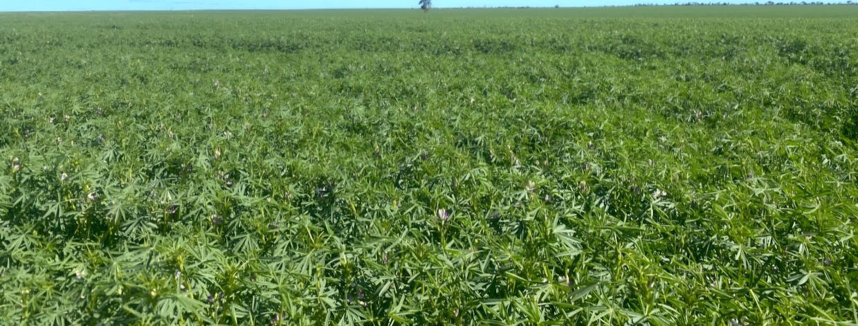 Valentine Road, Wicherina, WA, 6532 - Image 21