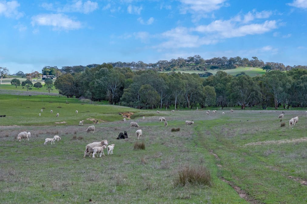 2057 Harrogate Road, Tungkillo, SA, 5236 - Image 8