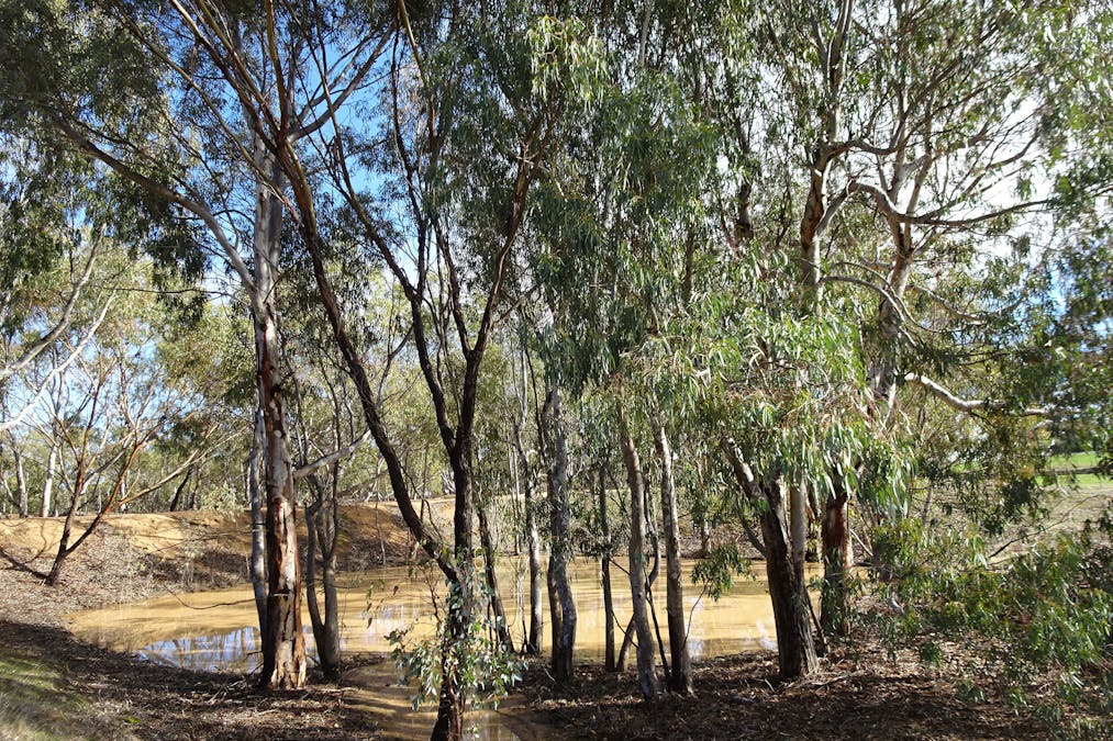 Shaddick Road, East Pingelly, WA, 6308 - Image 5