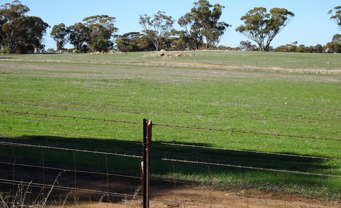 Shaddick Road, East Pingelly, WA, 6308 - Image 4