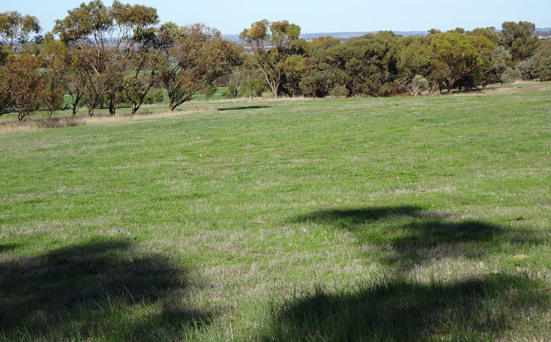 Shaddick Road, East Pingelly, WA, 6308 - Image 24