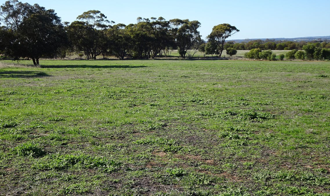 Shaddick Road, East Pingelly, WA, 6308 - Image 27