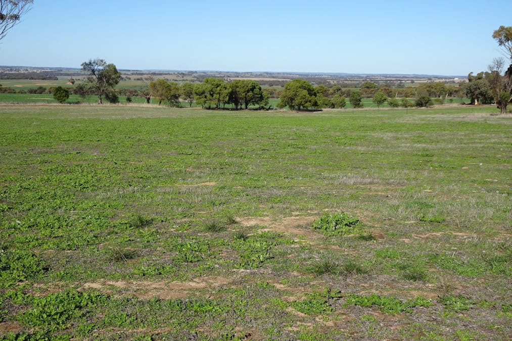 Shaddick Road, East Pingelly, WA, 6308 - Image 28
